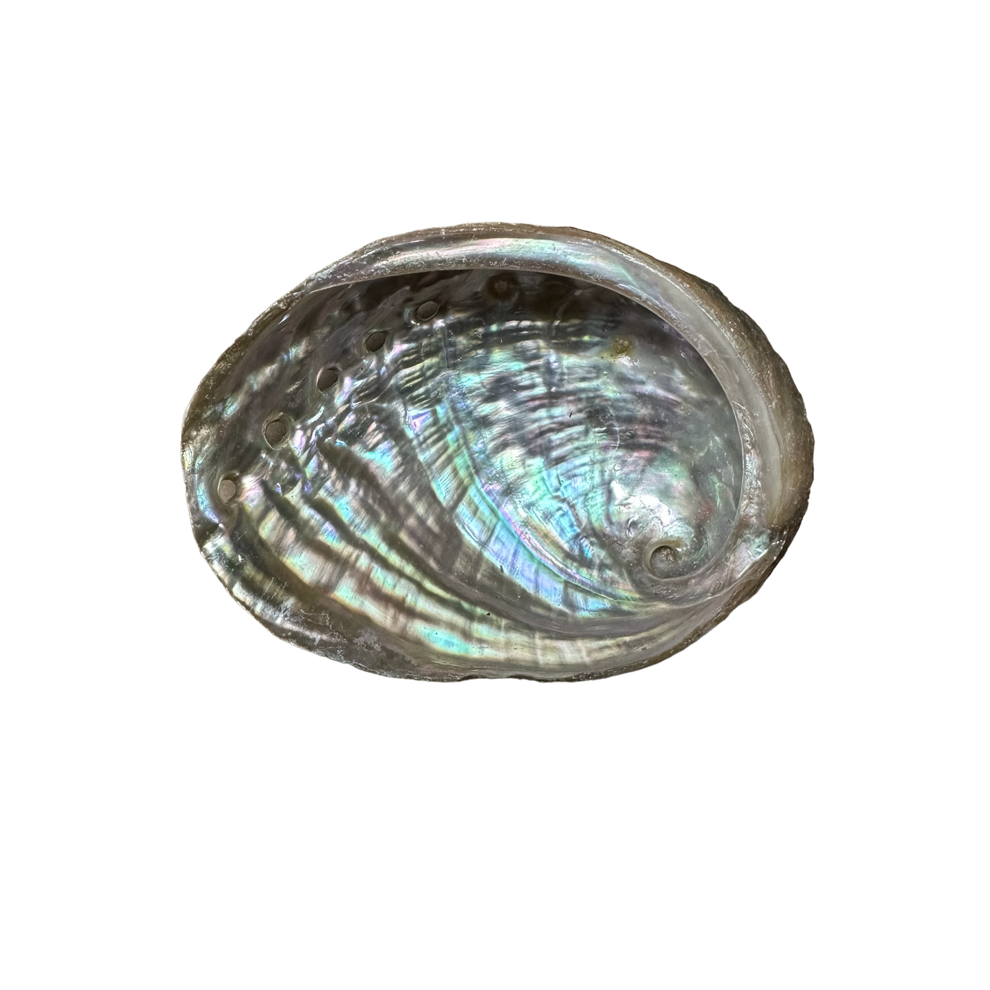 Abalone Shell- (Small Size 12 Pieces) @ $1.89/each