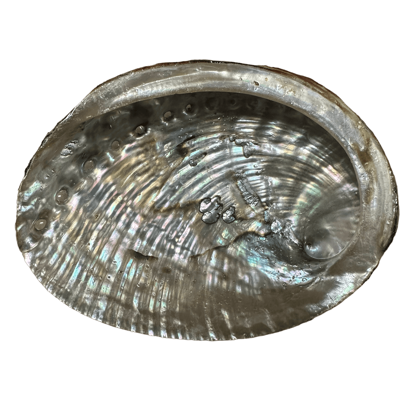 Abalone Shell- (Medium Size -50 Pieces) @ $3.69/each