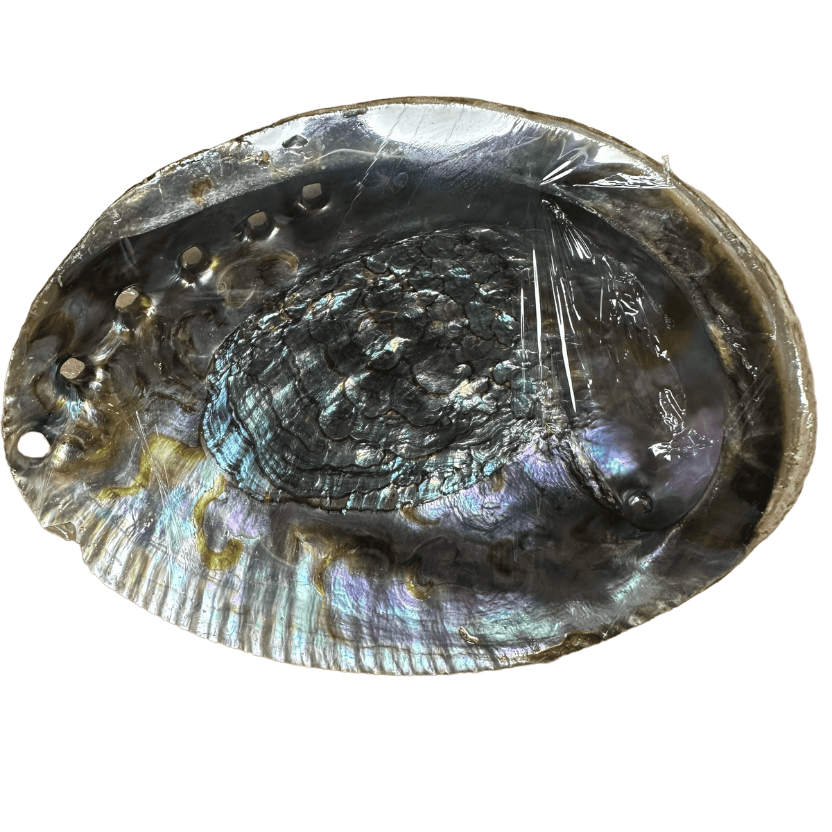 Abalone Shell