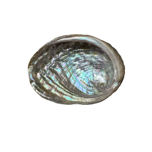 Abalone Shell- (Small Size -50 Pieces) @ $1.89/each