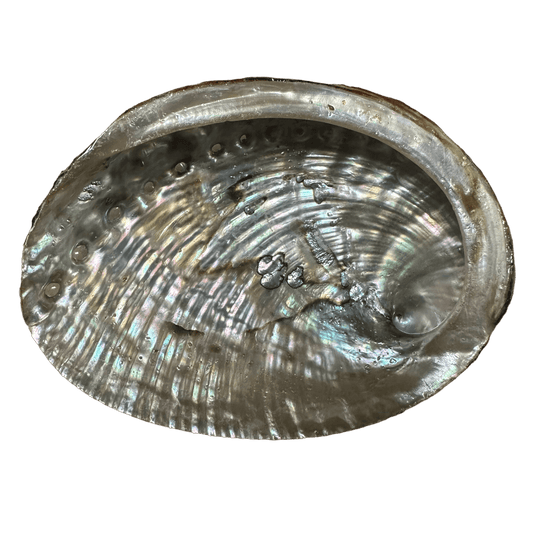 Abalone Shell- (Medium Size -50 Pieces) @ $3.69/each