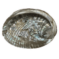 Abalone Shell- (Medium Size -6 Pieces) @ $3.89/each